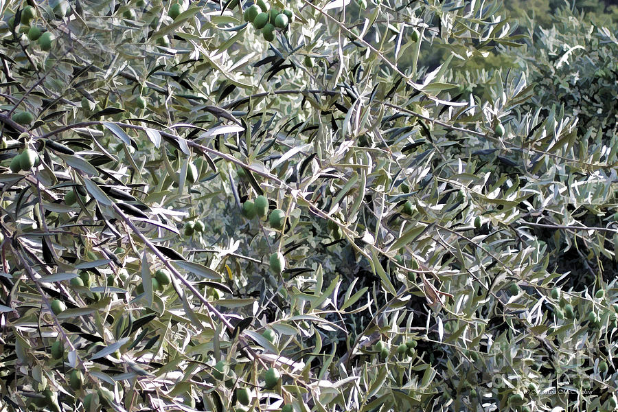 Extend The Olive Branch Photograph by Barbara McMahon