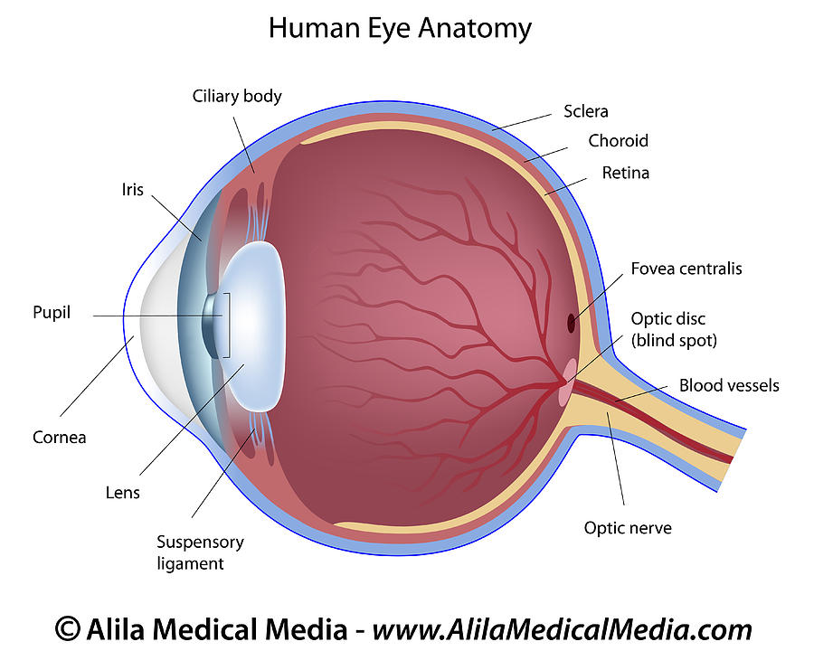 Eye Anatomy Labeled Drawing