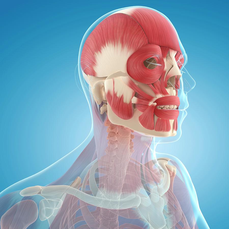 Facial Muscles Photograph By Sciepro Science Photo Library Fine Art