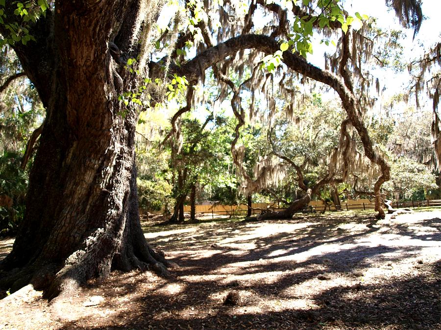 Fairchild Oak Photograph By Kathleen Palermo