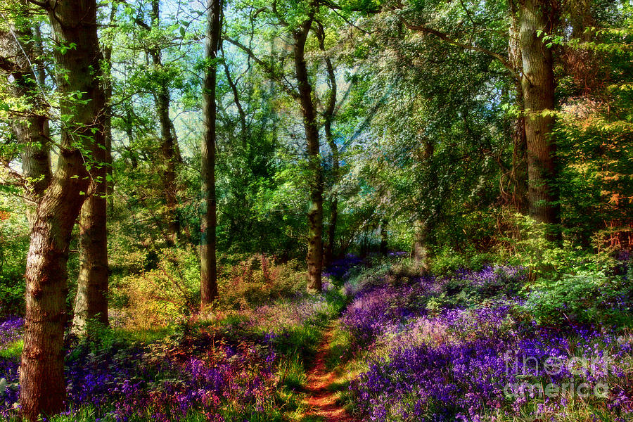 fairy enchanted woods by shabbychic fine art photography fairy enchanted woods by shabbychic fine art photography