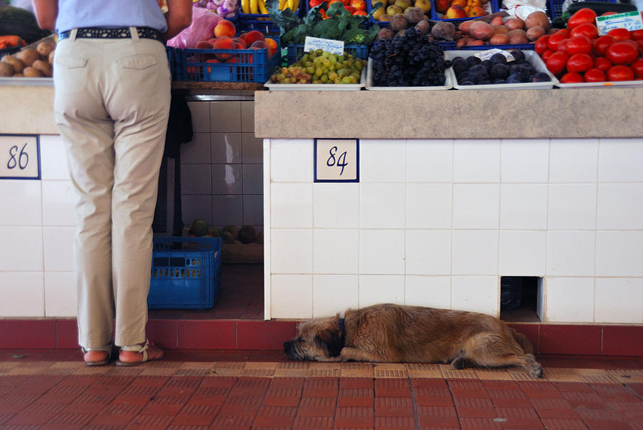  - faithful-companion-luis-esteves