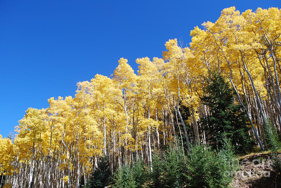  - fall-aspens-of-new-mexico-william-wyckoff