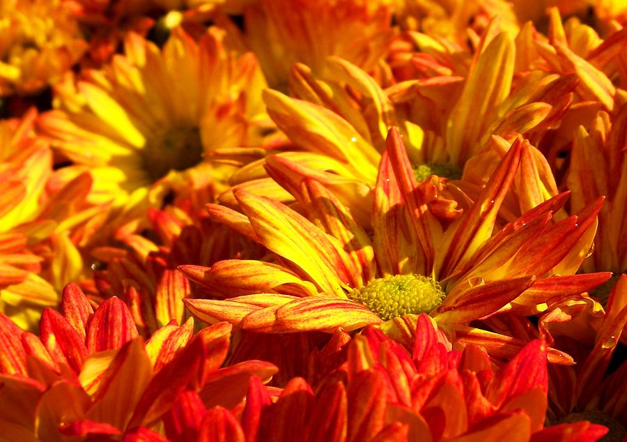 Fall Flowers Images amp; Pictures  Becuo