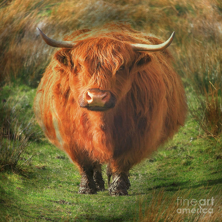 fat-cow-photograph-by-roy-mcpeak