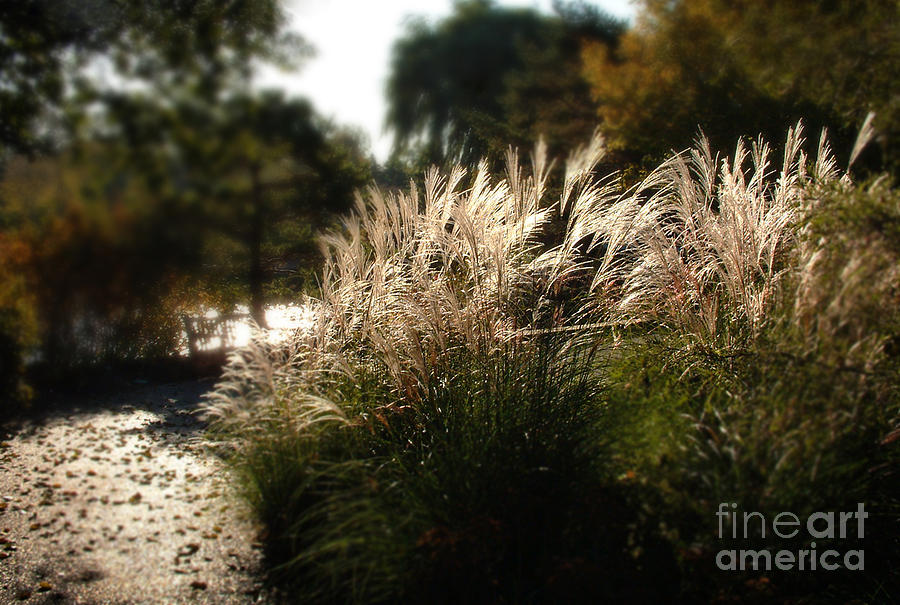  - feather-grass-blowing-in-the-wind-glenn-morimoto