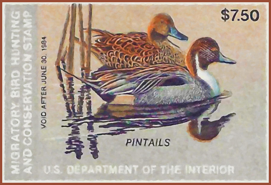 Federal Migratory Bird Hunting Stamp Pintails Photograph By Lanjee Chee