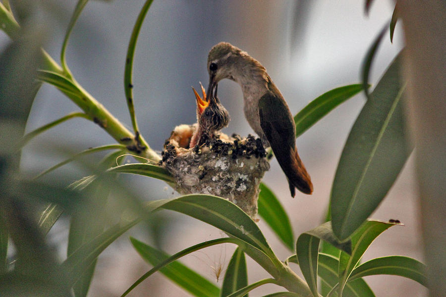 feeding time photograph by eric olofson feeding time photograph by eric olofson