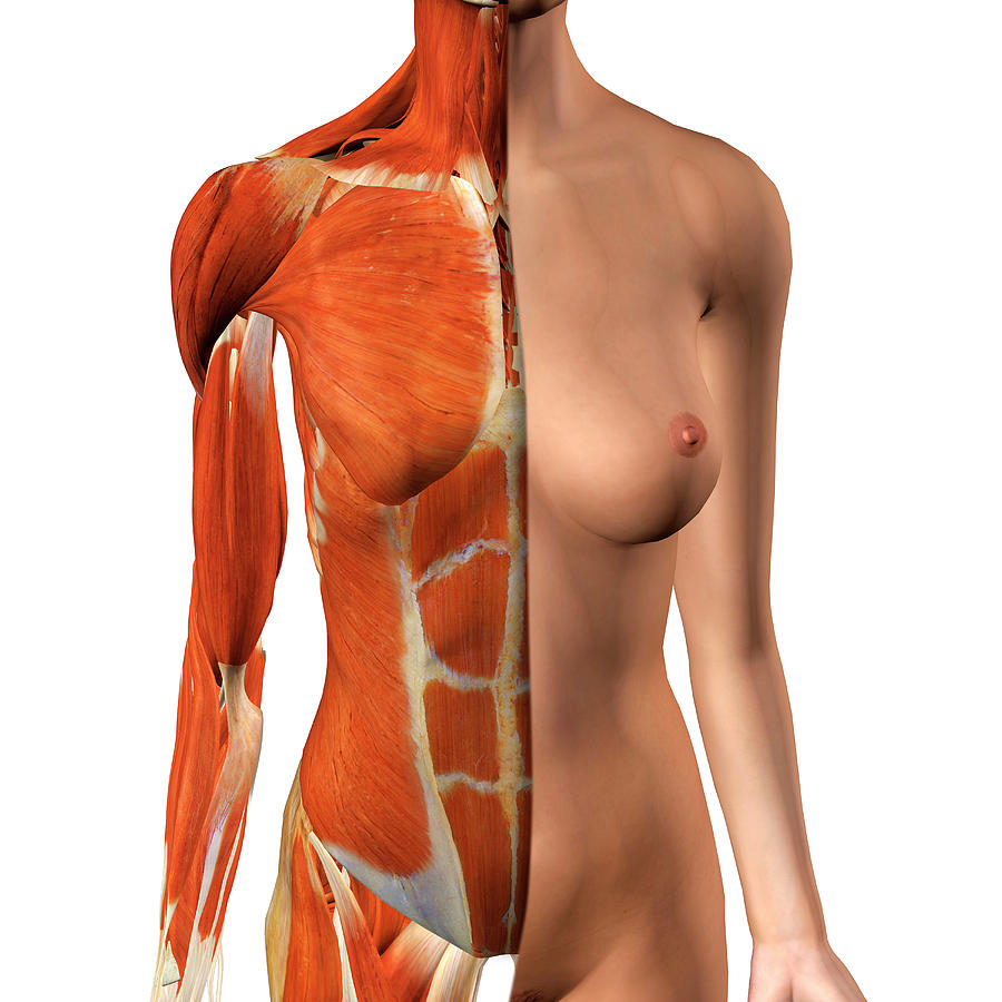Female Anterior Thoracic Wall Chest Photograph By Hank Grebe Fine Art America
