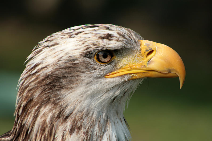 Female Bald Eagle Photograph by Robert Hamm