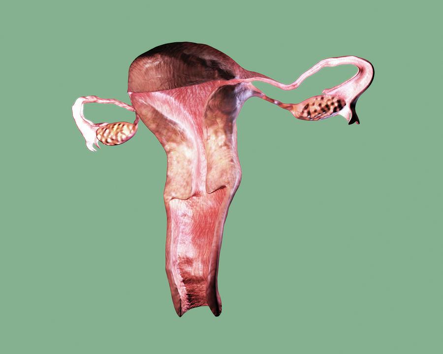 Female Reproductive System Photograph By Gunilla Elam Science Photo Library