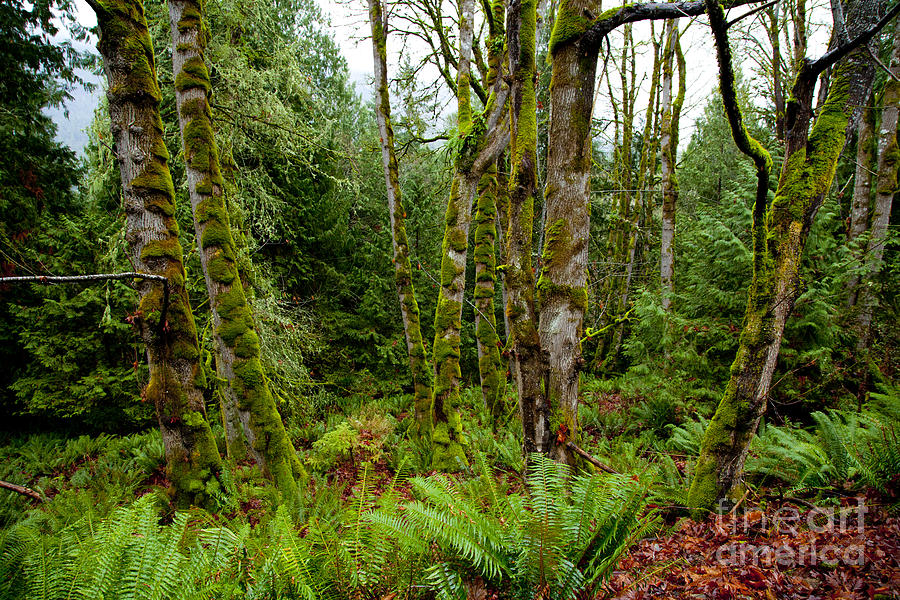 Forest Of Ferns