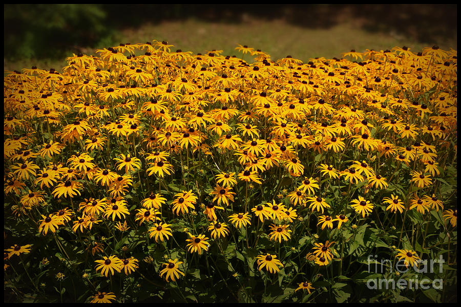  - field-of-dreams-brenda-bostic