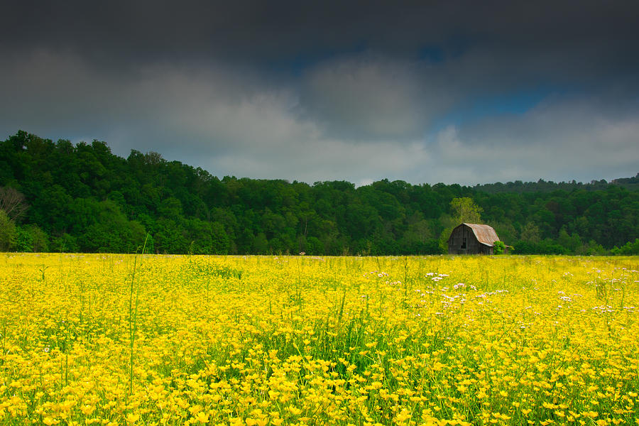 Field Of Flowers Photograph By Griffeys Sunshine Photography Pixels