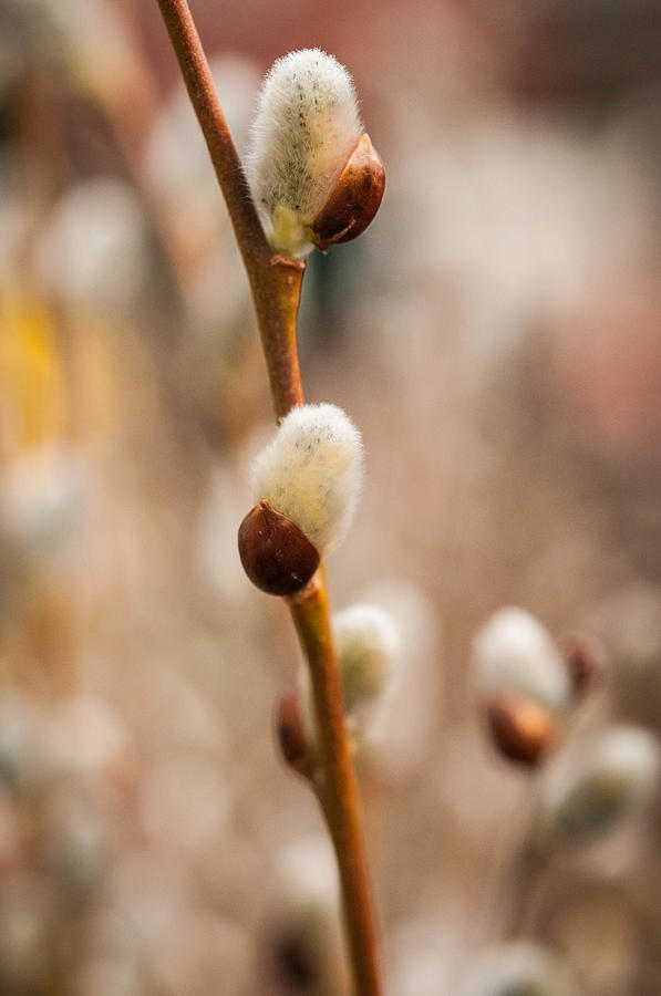 First Buds Of Spring Photograph By Linda Pulvermacher