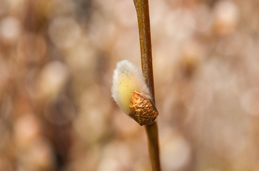 First New Bud Of Spring Photograph By Linda Pulvermacher Fine Art America