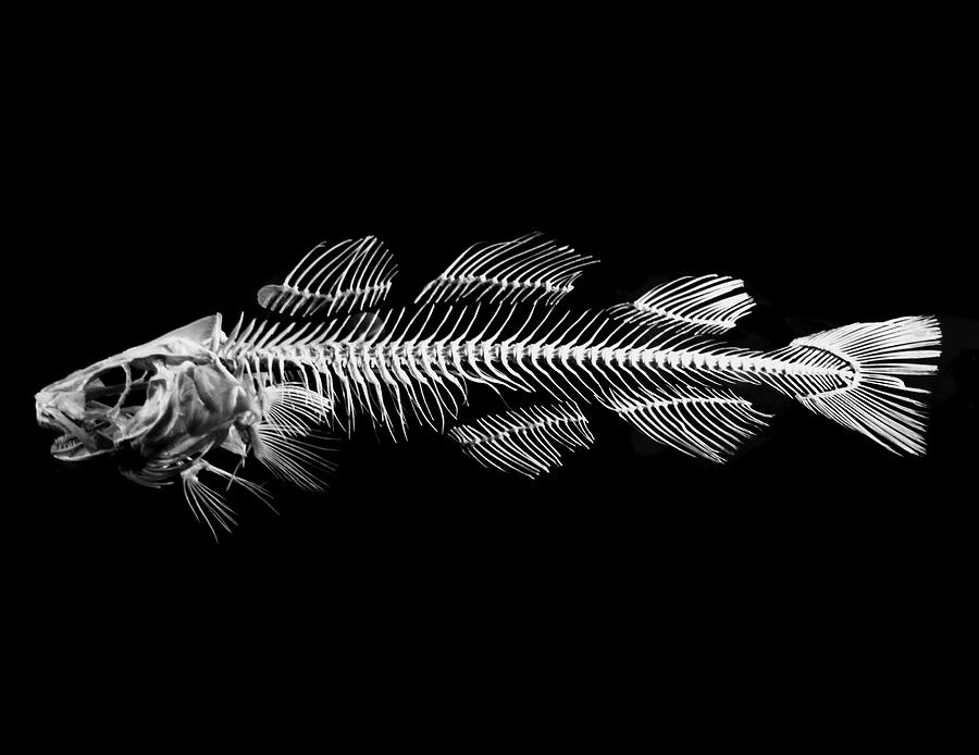 clip art fish skeleton - photo #39