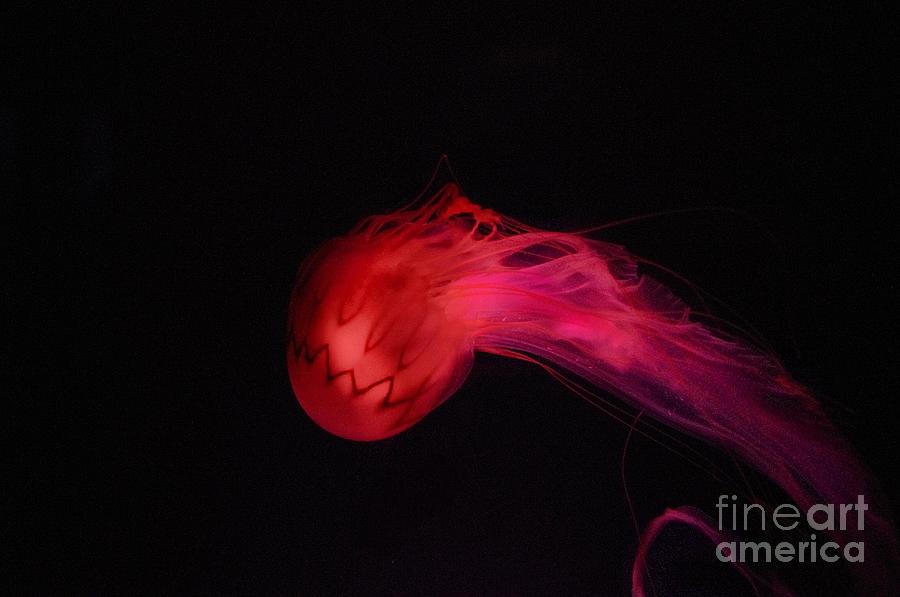 red jellyfish