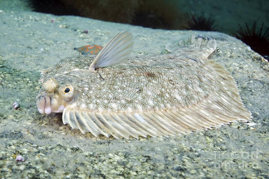 Flatfish Photograph By Alexander Semenov Pixels