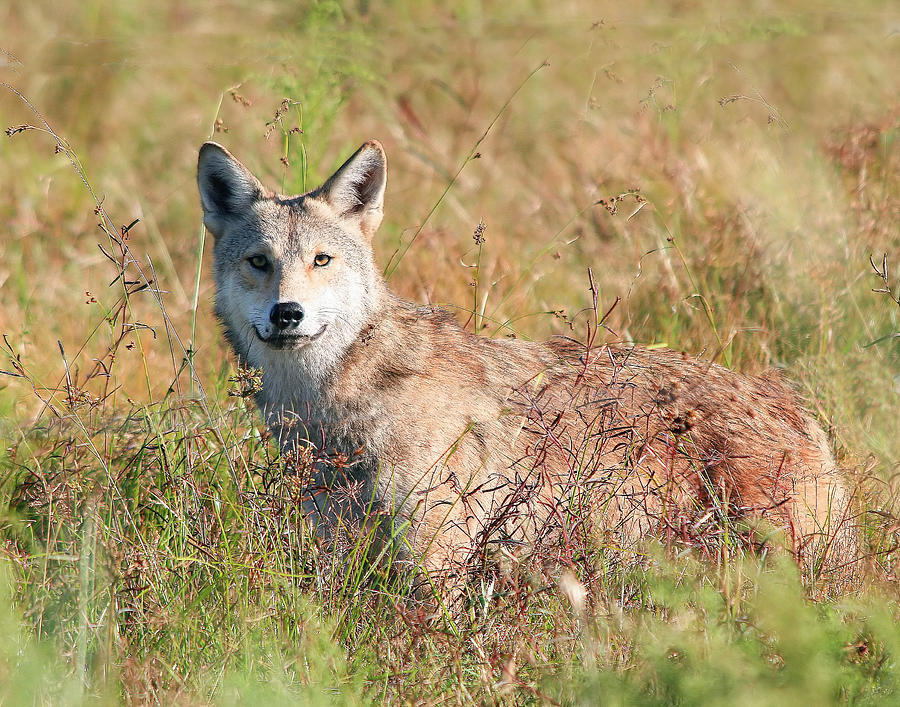 Florida Coyote In A Field Photograph by Ira Runyan