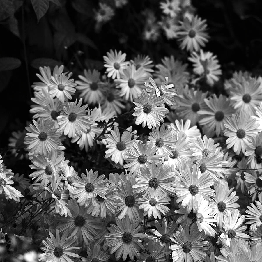  - flower-bouquet-silke-brubaker