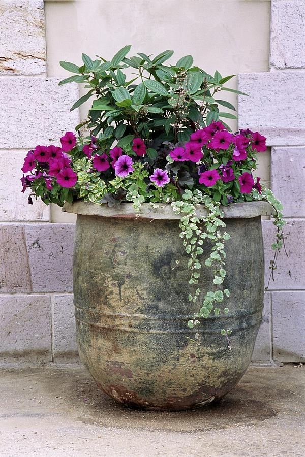 Ideas For Plant Arrangements For Large Outdoor Pots 41