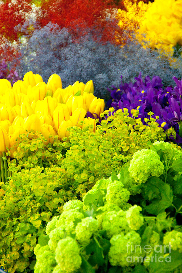 Flower Scape Photograph by Dana Kern