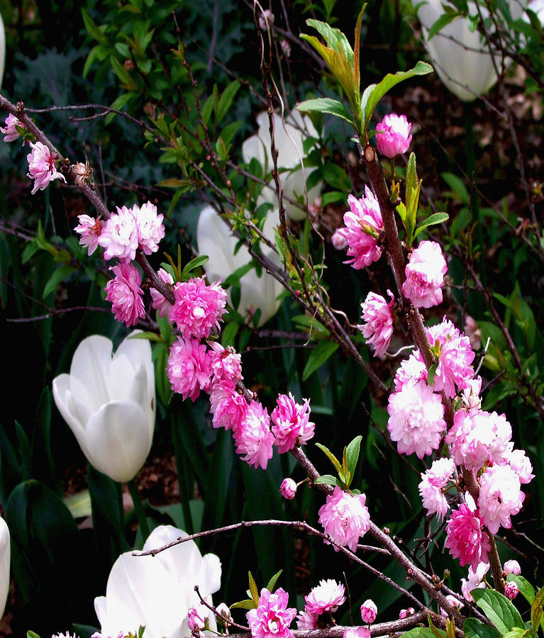  - flowering-almond-dawn-gagnon