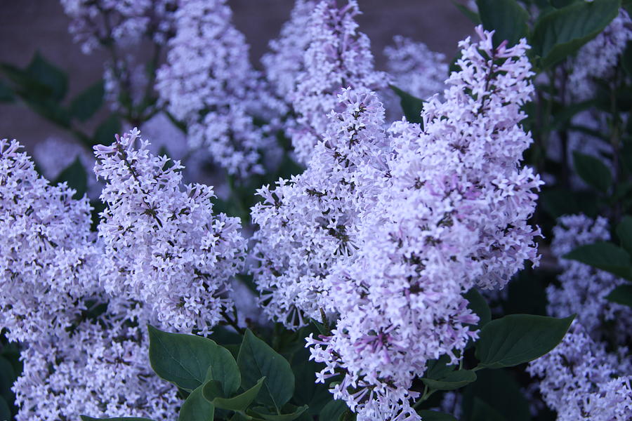 top 28 medium flowering shrubs flowering shrubs for landscaping plants in the southern us top 28 medium flowering shrubs flowering shrubs for landscaping plants in the southern us