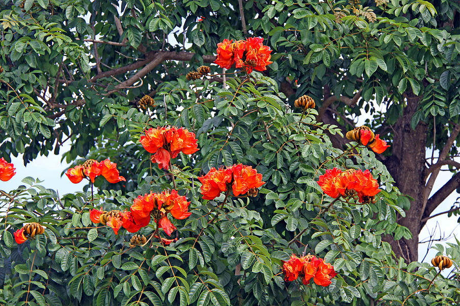 Flowers Of Kauai Photograph