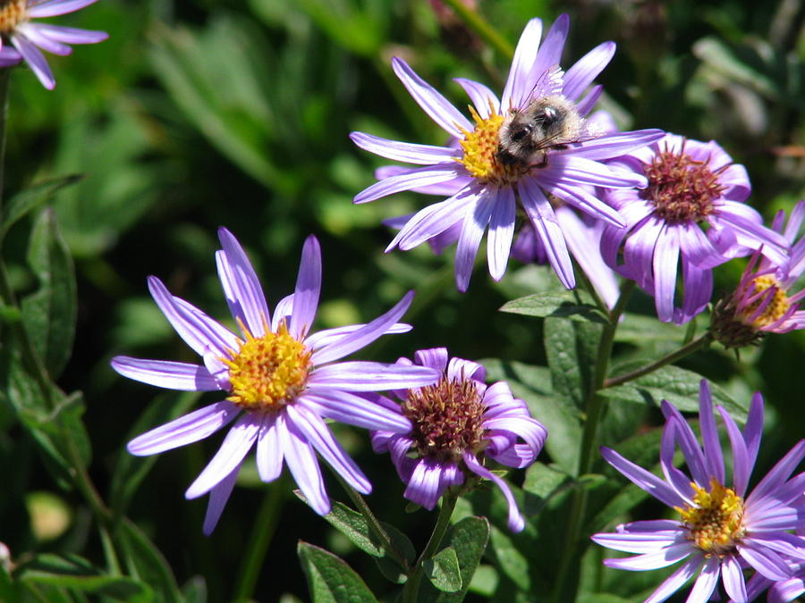  - flowers-with-bee-radhika-kulkarni