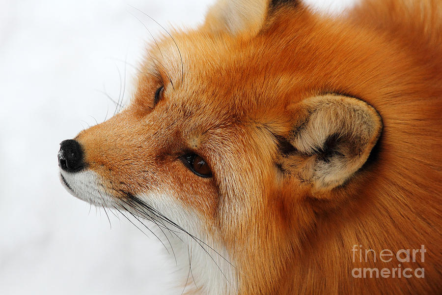 Fluffy Red Fox Photograph by Deanna Wright