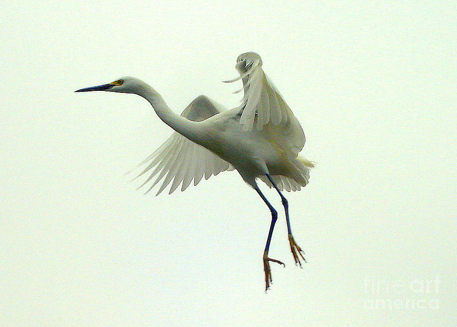 Flying Crane By Rachel Munoz Striggow