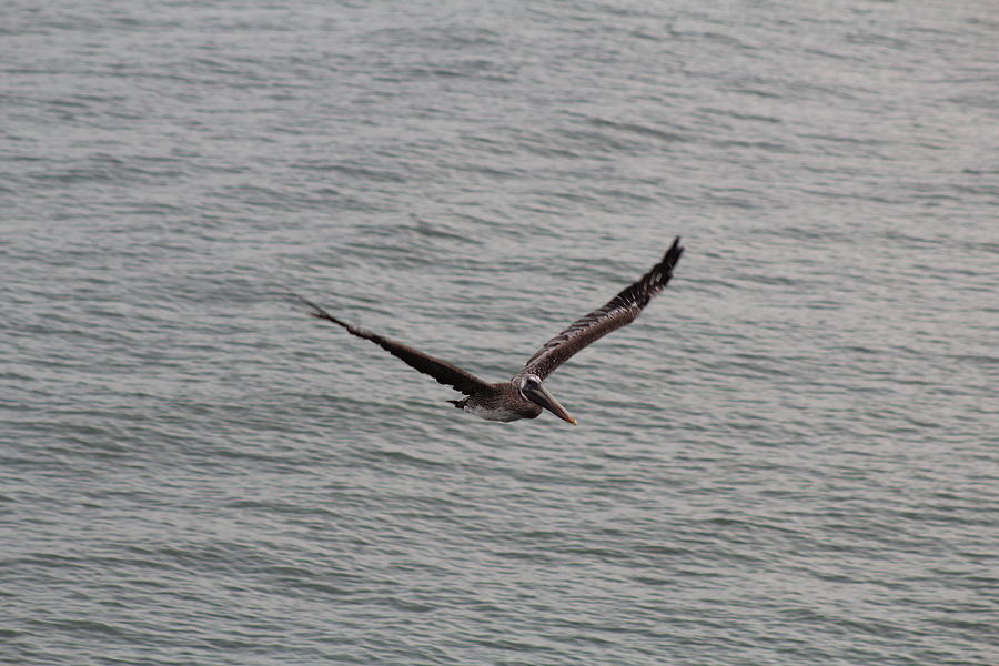  - flying-past-pelican-neeraj-pathak