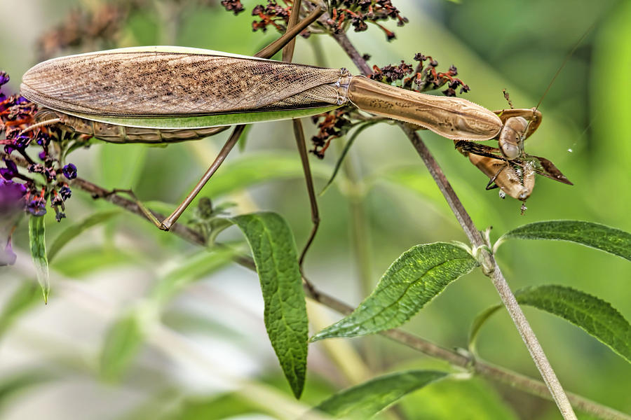 Food Chain Preying Mantis Eating Hummingbird Moth Photograph by