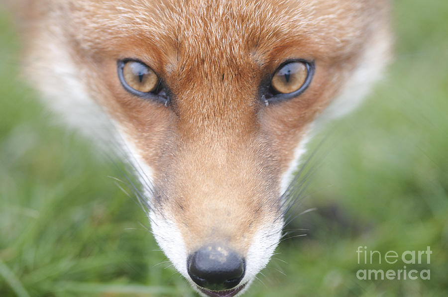 Fox Face Photograph