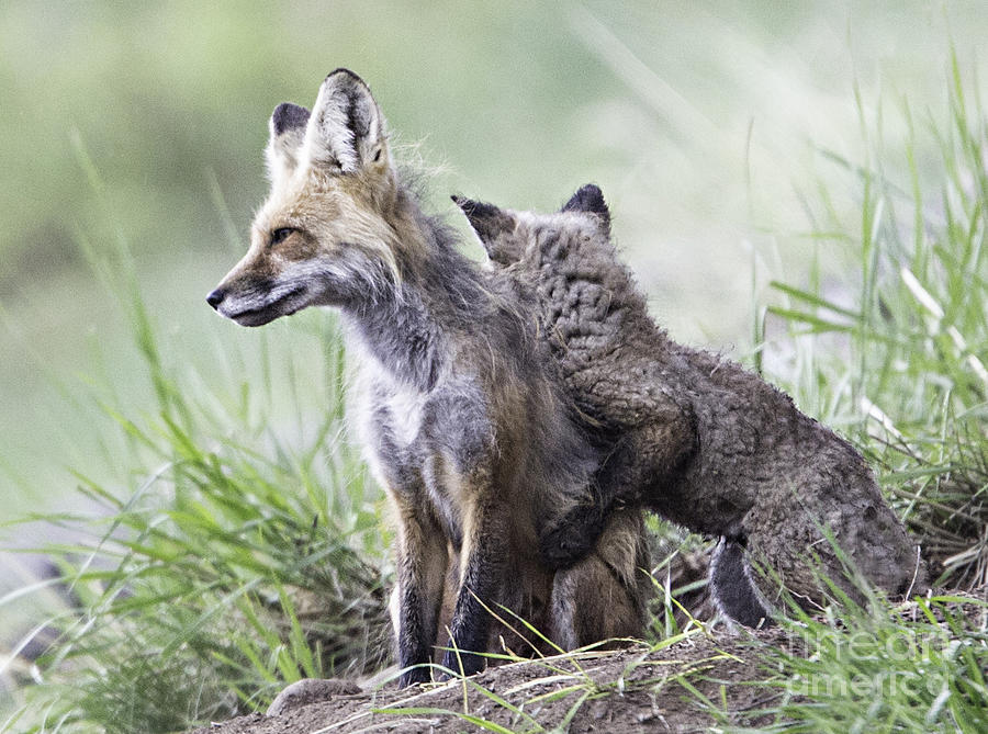 Fox Hug Photograph by Carolyn Fox