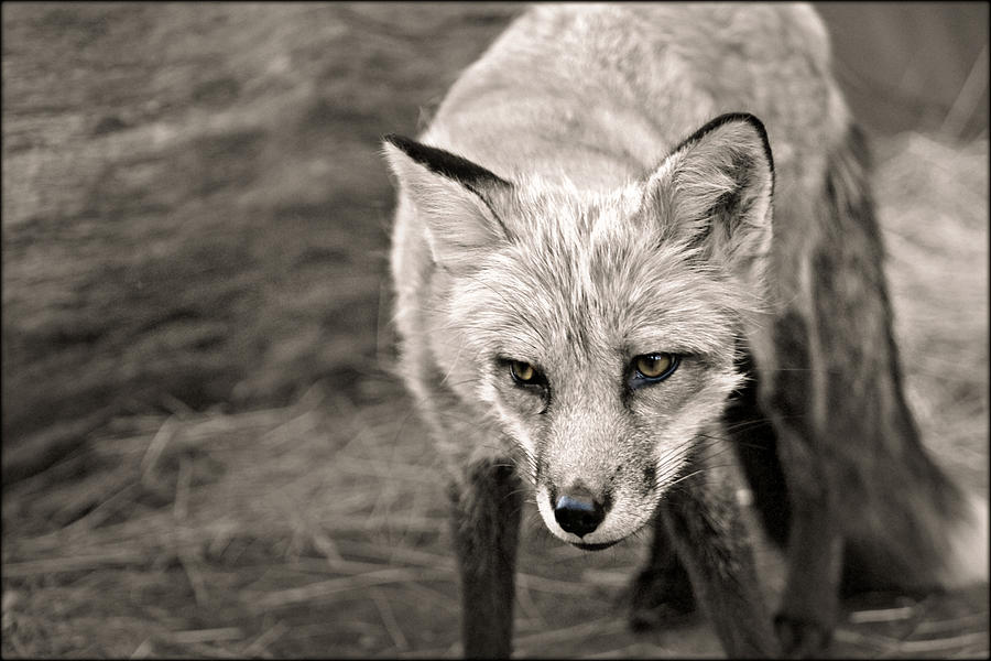 Fox In Black And White.. Photograph