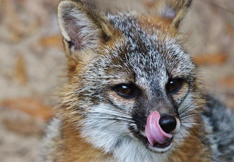 fox-licking-his-chops-paulette-thomas.jpg