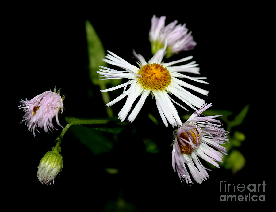 Fragile Flowers Photograph
