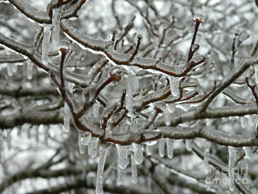 freezing-rain-photograph-by-timothy-fleming