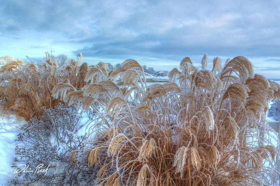  - frosted-wheat-william-reek