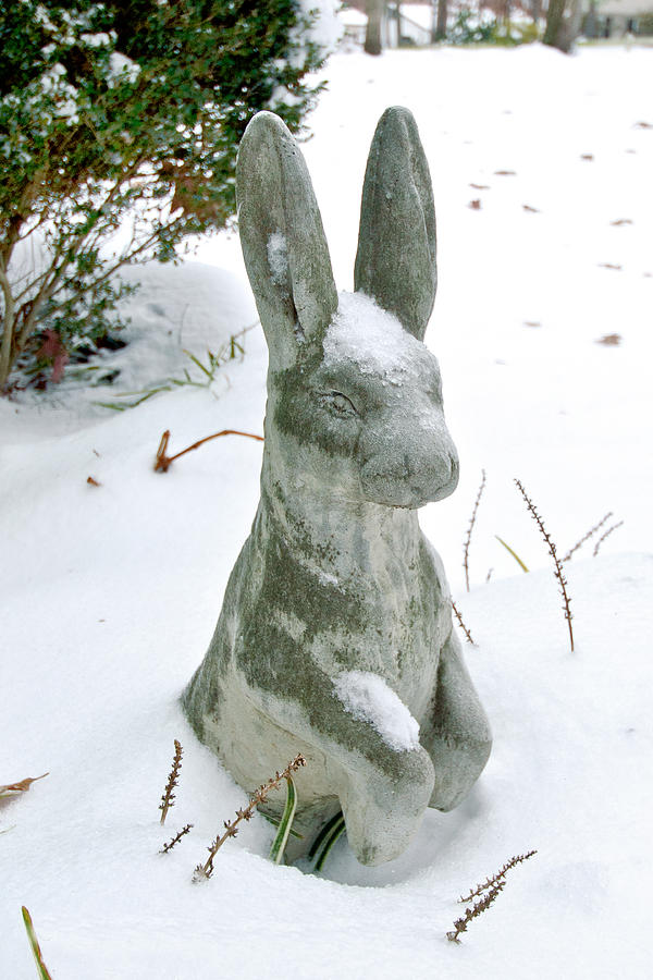 Frozen Rabbit by Robert Carney