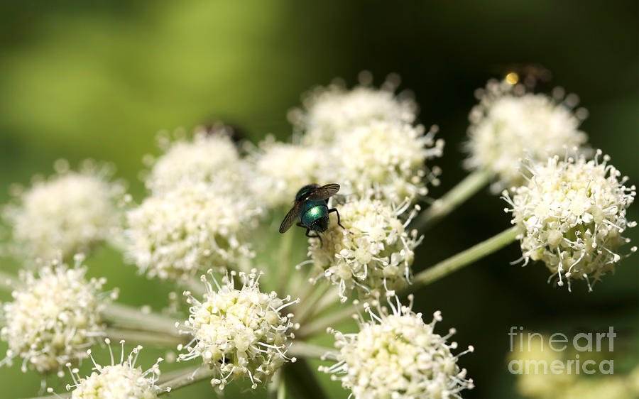 Funny Shiny Fly Photograph By Jolanta Meskauskiene Fine Art America