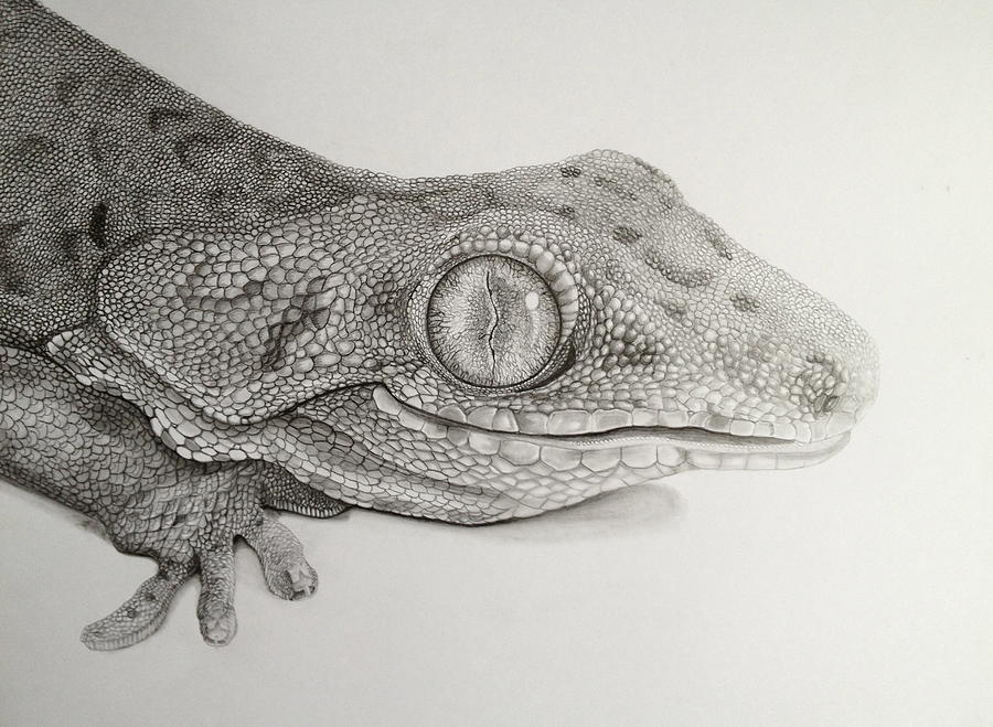 Gecko Lizard by Jess Stanley