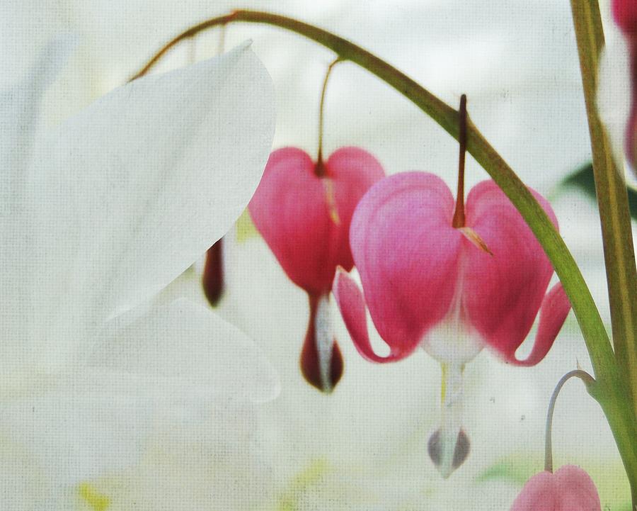 Gentle Heart Photograph by Ginger Denning