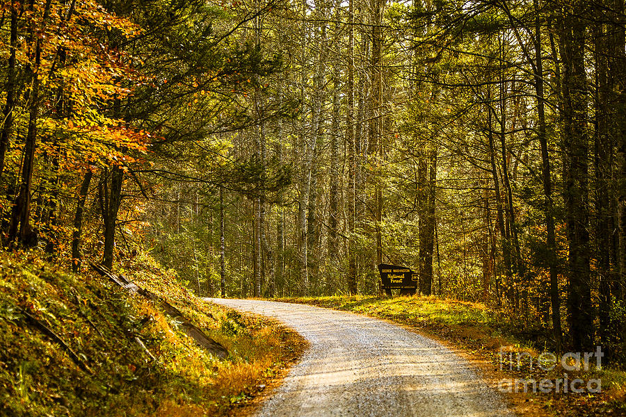 Washington National Forest Twilight Photograph by Mark East