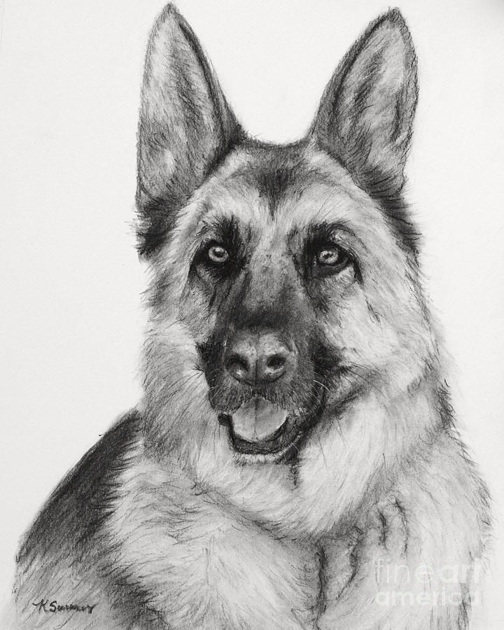 German Shepherd Drawn In Charcoal Drawing by Kate Sumners