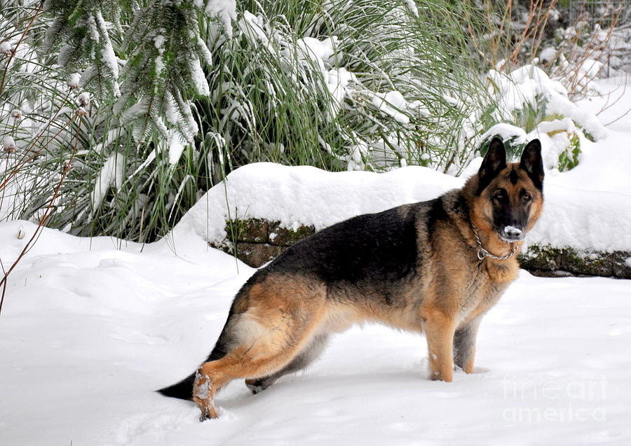 German Shepherd in the Snow German shepherd art, German