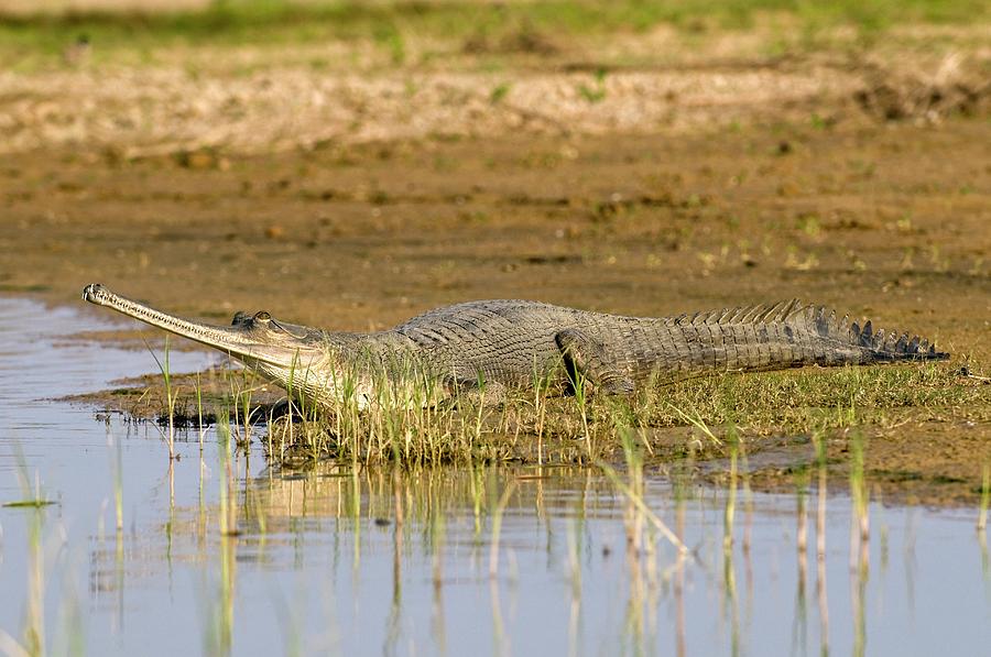 Gharial Photograph By Tony Camacho Science Photo Library Fine Art America